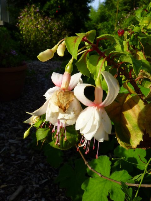 Fuchsia x 'Annabelle' fleur (2)